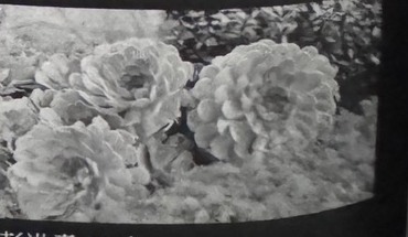 Flower photography by Peng Hongshou