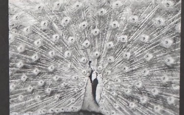 Peacock photography by Shi Zhenrong