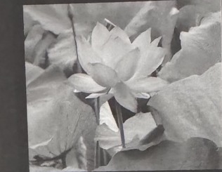 Lotus photography by Zeng Yonggang
